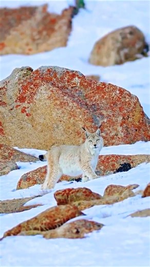 Eurasian lynx.