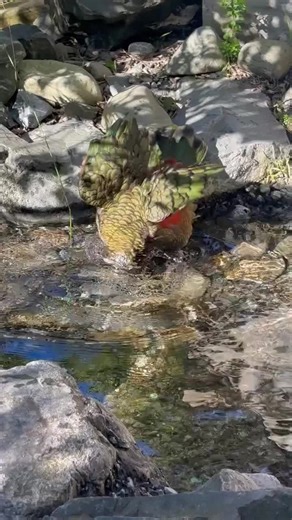 Lectura de Tarot y Naturaleza: Conexiones Espirituales