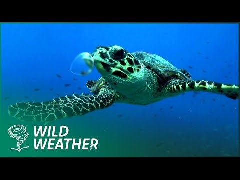 How Ocean Currents Shape Our Climate and Future