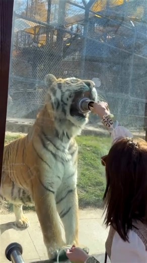 How are tigers fed in the zoo? #shorts