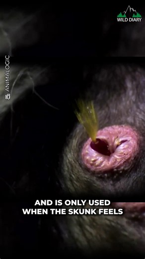 The Stinkiest Animal On Earth 🤯