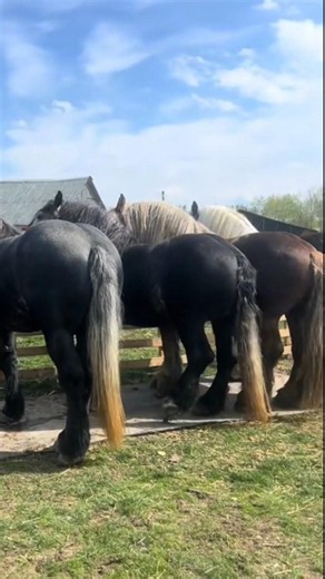 Beautiful Creatures Horses #horse #horses #stallion #animals