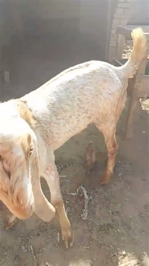 Today Beautiful story of goat farm 🌹🌹🥰🥰😍🐐❤️❤️#top5 #highlight #goat