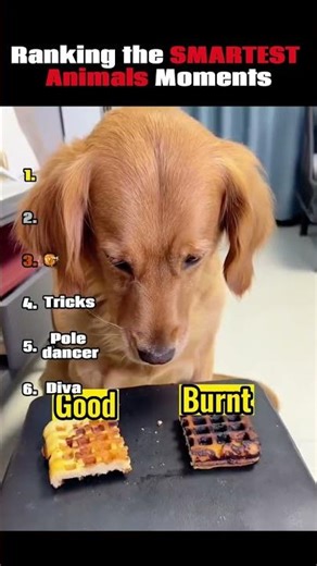 Ranking Smartest Animals Moments