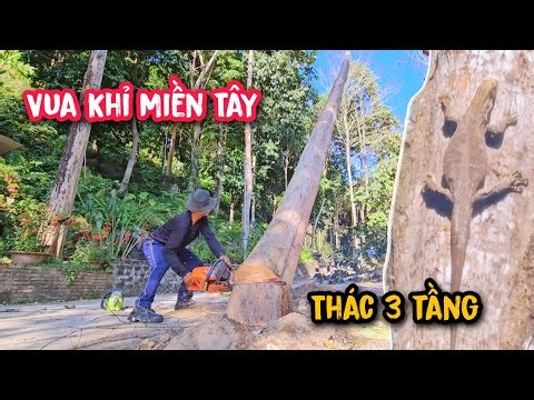 Vua Khỉ cưa hạ cây Dầu Rừng gặp ngay loài Kì Đà Quý Hiếm (Phần Đầu)...