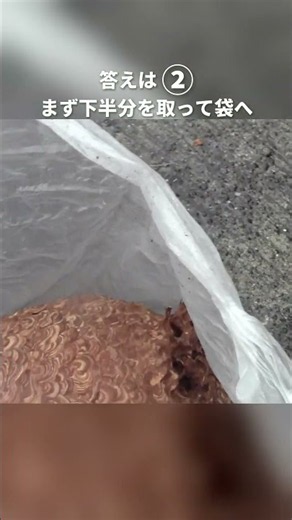 【密着】大きなスズメバチの巣、1回で取れる？｜スズメバチ駆除