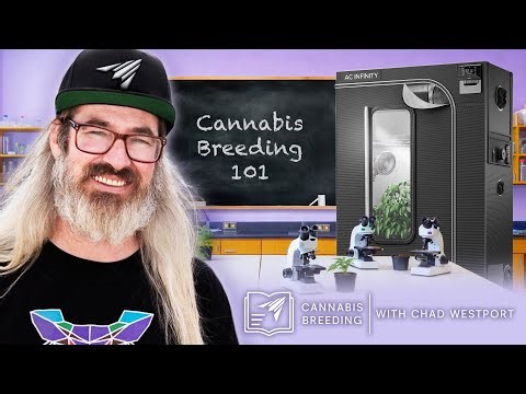 Intro to Cannabis Breeding with Chad Westport | Ep. 1