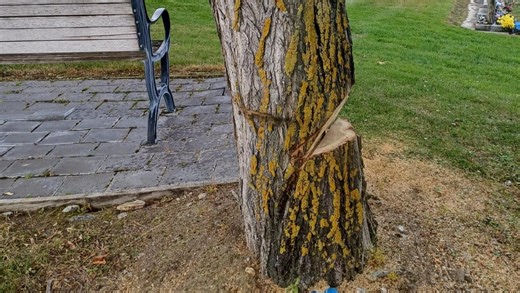 â€˜Itâ€™s not OKâ€™: Cemetery tree felled after chainsaw attack