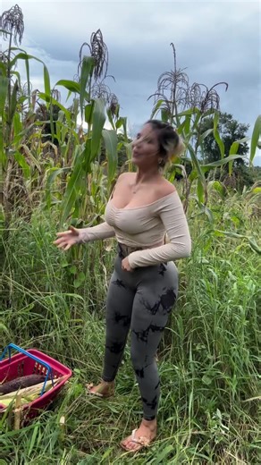 Colheita de Milho: Bom Dia na Roça!