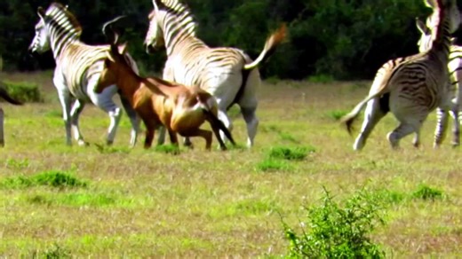 Animal Fight Night S06E07 Cheating Death H 264