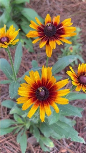 A native flower you should be planting now #growhoss #flowergarden #rudbeckia #blackeyedsusan