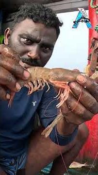WOW 🤩 Huge Small Fish Catch Today #fishing #seafishing #chennaifishing #fishboat