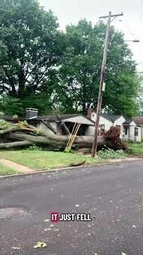Tree falls in St. Louis County yard, multiple treed down following severe storm, tornado warnings