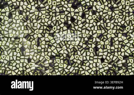 Seamless abstract mosaic pattern featuring irregular polygons with bright yellow outlines and a dark textured background, creating a futuristic or alien texture Stock Video Footage - Alamy