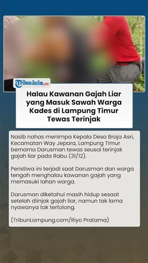 Detik-detik Kades Lampung Timur Tewas Terinjak Gajah Liar saat Halau Kawanan yang Masuk Sawah Warga