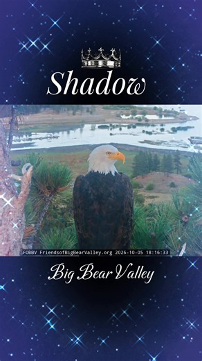 Big Bear Bald Eagle Cam: Jackie and Shadow Update