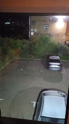 Hungry Fox Searching for Food in a Parking Lot at Night 🦊🌙