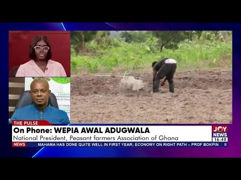 Maize Glut in U/W: Farmers face hardship as thousands of bags of maize remain unsold in warehouses