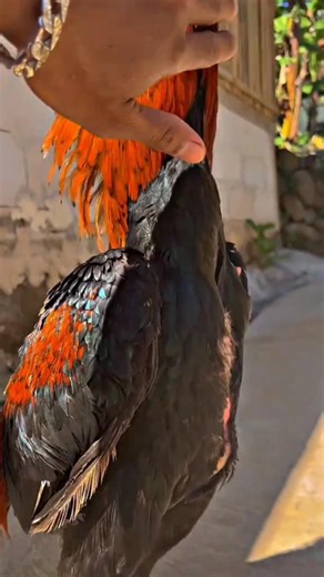 aseel murga #aseelmurga #shorts #shortsfeed #youtubeshorts #fyp #birds