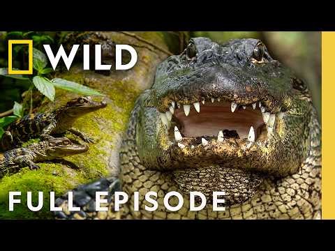 Florida's Deadly Battle of the Swamp Dragons (Full Episode) | SPECIAL | Nat Geo Animals