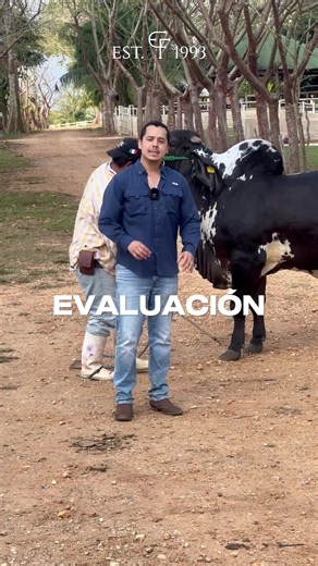 Cómo evaluar un ejemplar bovino: guía práctica para ganaderos