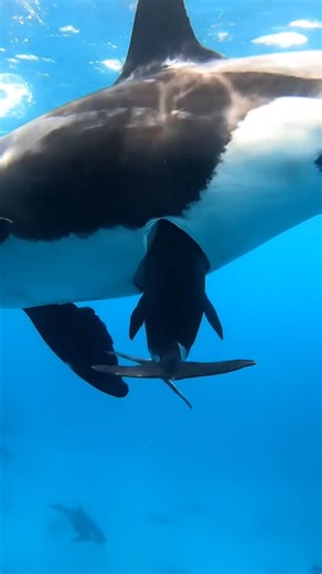 The most magical moment in the ocean. 🐋Watch closely — this baby is being born #whale #humpbackwhale