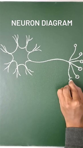 Neuron Diagram | Structure of Neuron | Parts of Neuron (Easy Explanation #NeuronDiagram #100kview