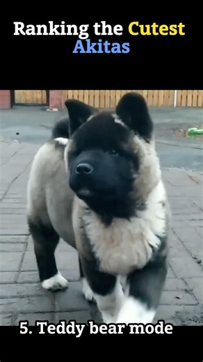 Ranking Akita Dog Cuteness Levels 🐾 #akita #dogs #puppy