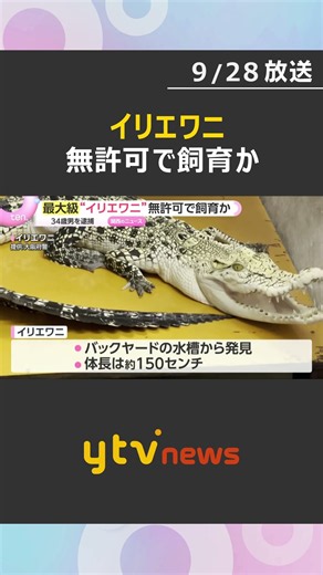 “世界最大級”イリエワニなどを無許可で飼育した疑い 自営業の男を逮捕 「違法であることは理解していた」 #shorts #読売テレビニュース