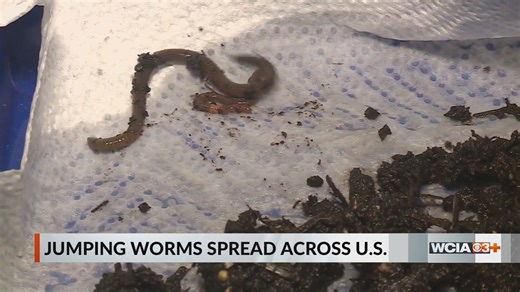 U of I expert talks 'crazy worms' spreading across country