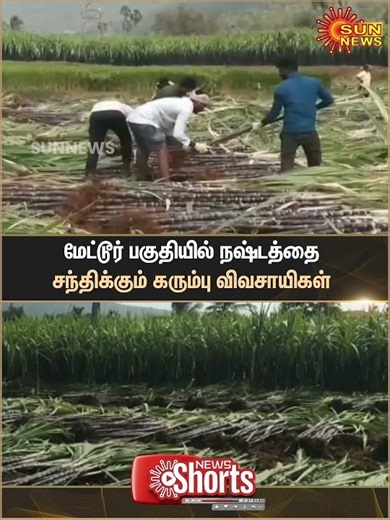 Sugarcane farmers | Mettur Region Facing Losses | Salem | Sun News