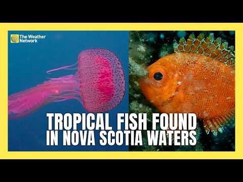 Tropical Fish Species are Showing up in Nova Scotia