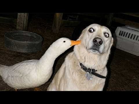 I’ve Rewatched These Absolutely Hilarious Animals All Day and It NEVER Gets Old! 🤣