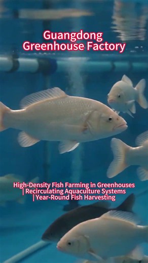 High-Density Fish Farming in Greenhouse|Recirculating AquacultureSystems|Year-Round Fish Harvesting