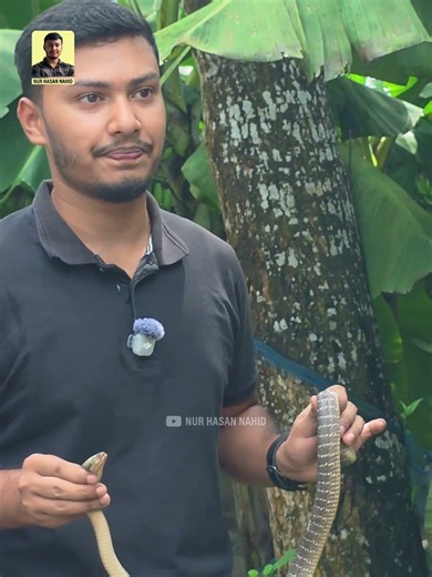 বেহুলার খেলা দেখাতে গিয়ে যেভাবে হয় সাপুড়ের মৃত্যু। #snake #wildliferescue #snakerescue #shorts