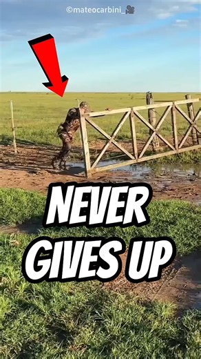 Army Never Gives Up 🇮🇳