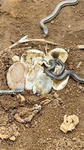Baby Snakes Hatching From Eggs in South Africa!