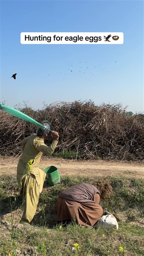 Hunting for eagle eggs 🦅🪺#eagle #eggs #farming #hunting | egg hunt