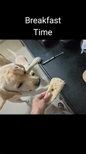 Labrador Dig Family,Breakfast Time..
