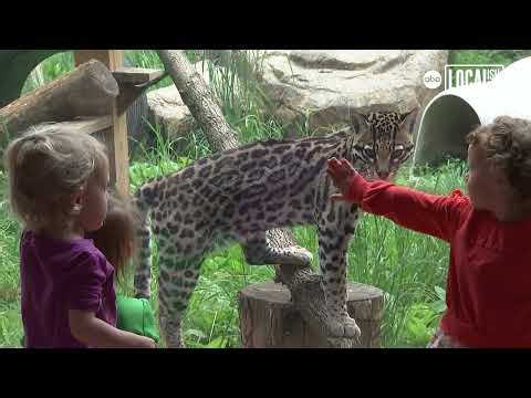 Bring your dog to the zoo at the Elmwood Park Zoo