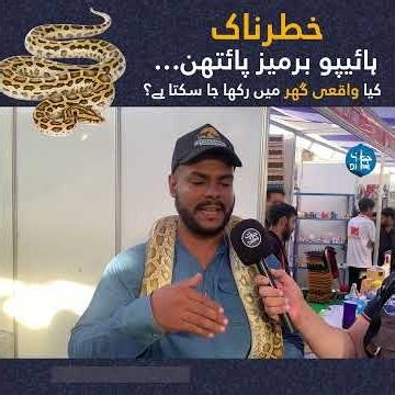 خطرناک ہائیپو برمیز پائتھن… کیا واقعی اسے گھر میں رکھا جا سکتا ہے؟ | Hypo Burmese Python
