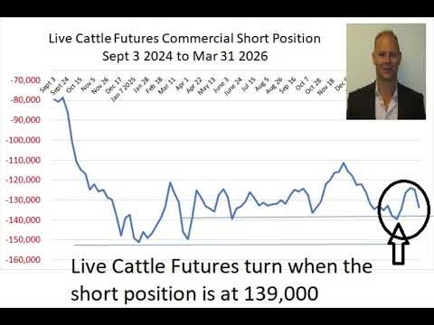 Cattle Market Anlaysis #cattle#cattlemarketing#cattletrading