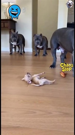 Chihuahua funny clips 🐕🤣