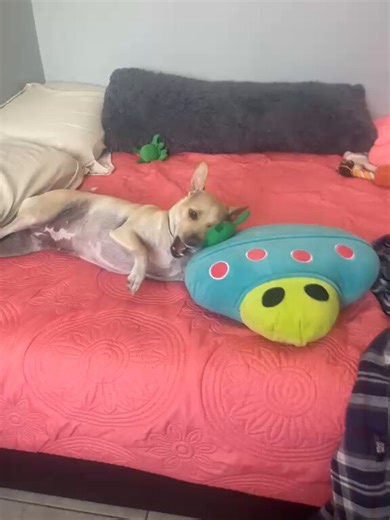 Pachita was the first one to arrive at the UFO Crash Retrieval site. Needless to say, it didn't bode well for the aliens. They have met their match, a half-dingo, half-kangaroo skinwalker named Pachita.