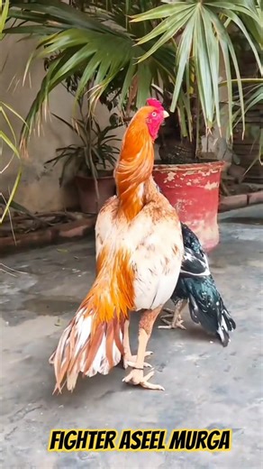Ready for Fighting Aseel and dasi murga #aseel #birds #aseelmurga