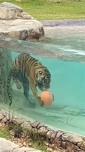 Tiger Secret Facts! 🐯😱
