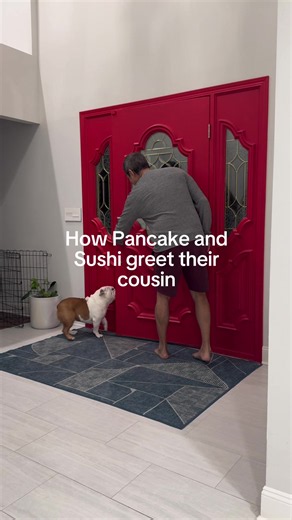 Dog Reacts to Favorite Visitor Walking Through the Door