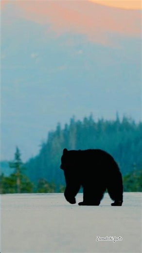 Uttarakhand Ka Black Bear | Himalayan Black Bear Facts