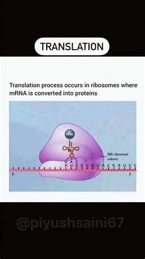 Translation Process | 3D Animation | #translation #biology #animation #class12biology #dna