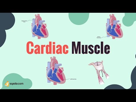Cardiac Muscle | Introduction | Cardiovascular Physiology